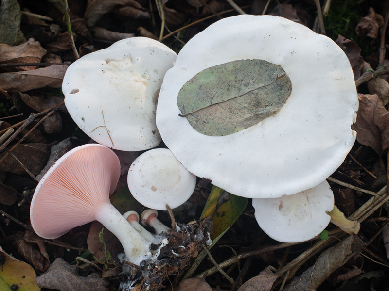 Leucopaxillus rhodoleucus